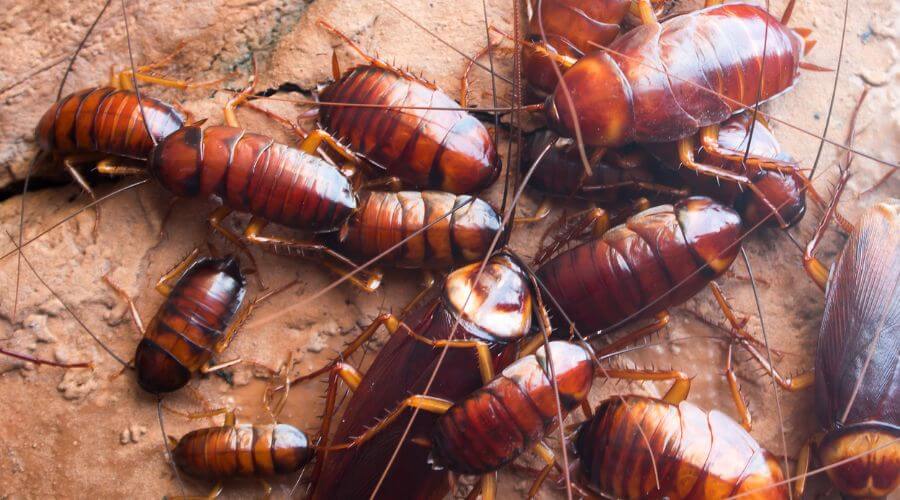Professional bed bug inspection services in Upalco - Upalco Bed Bug Inspection